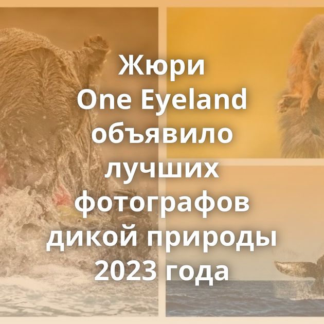 Жюри One Eyeland объявило лучших фотографов дикой природы 2023 года