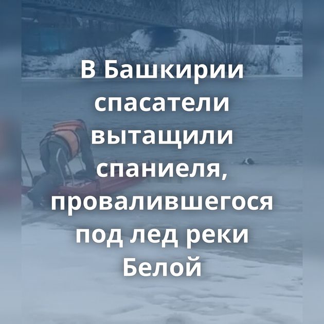 В Башкирии спасатели вытащили спаниеля, провалившегося под лед реки Белой