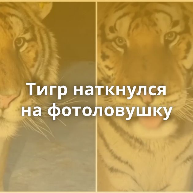 Тигр наткнулся на фотоловушку