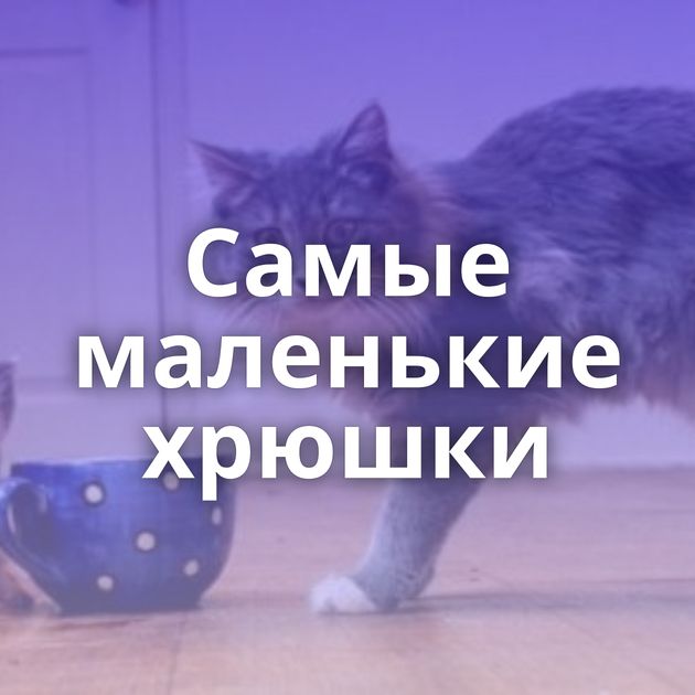 Самые маленькие хрюшки