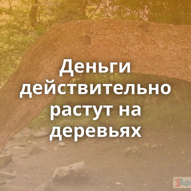 Деньги действительно растут на деревьях