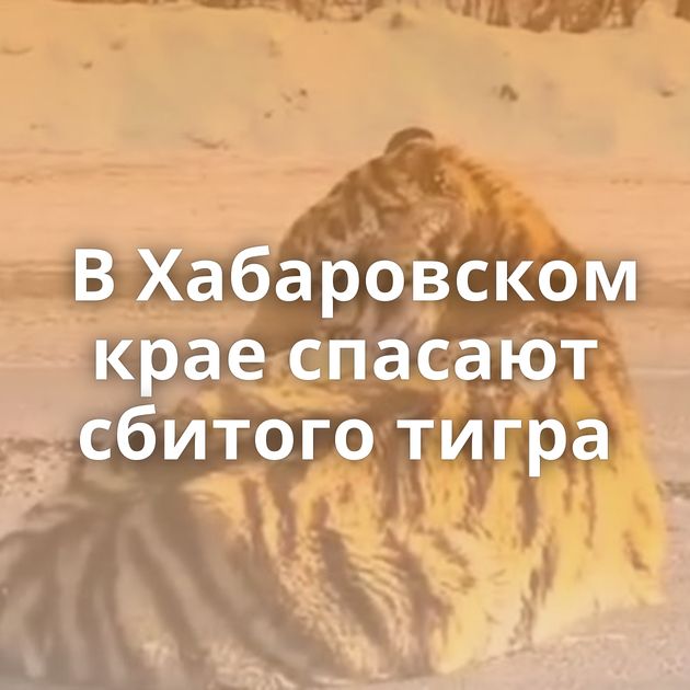 В Хабаровском крае спасают сбитого тигра