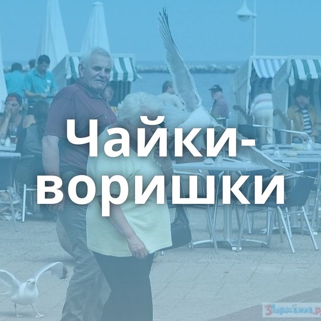 Чайки-воришки