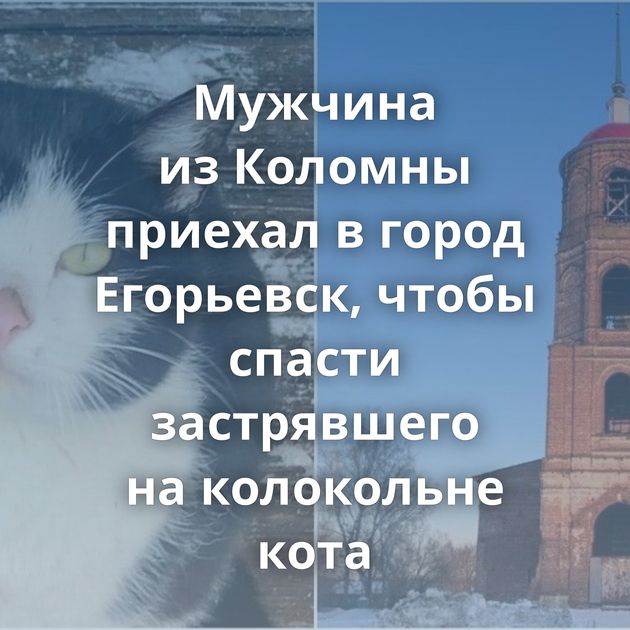 Мужчина из Коломны приехал в город Егорьевск, чтобы спасти застрявшего на колокольне кота