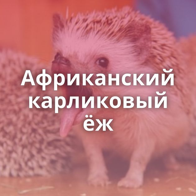 Африканский карликовый ёж