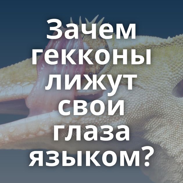 Зачем гекконы лижут свои глаза языком?