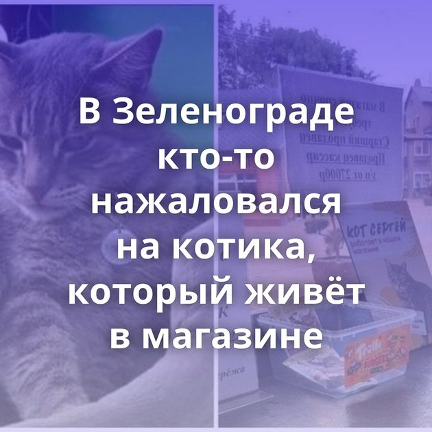 В Зеленограде кто-то нажаловался на котика, который живёт в магазине