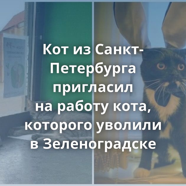 Кот из Санкт-Петербурга пригласил на работу кота, которого уволили в Зеленоградске