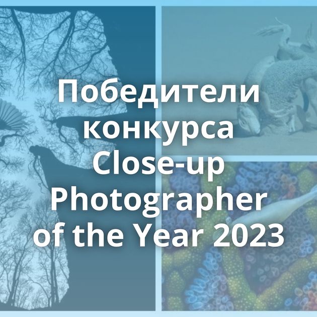 Победители конкурса Close-up Photographer of the Year 2023