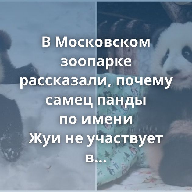 В Московском зоопарке рассказали, почему самец панды по имени Жуи не участвует в воспитании дочери…