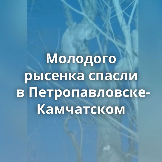 Молодого рысенка спасли в Петропавловске-Камчатском