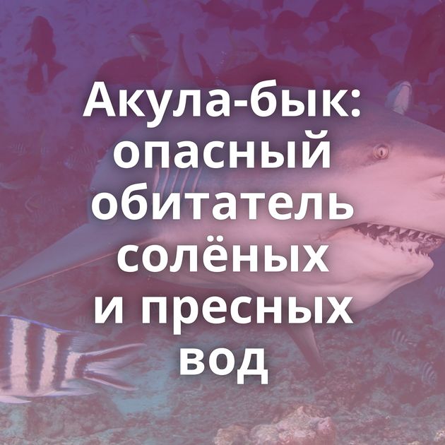 Акула-бык: опасный обитатель солёных и пресных вод