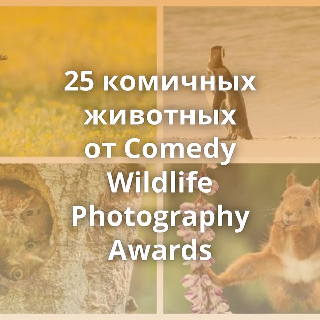 25 комичных животных от Comedy Wildlife Photography Awards