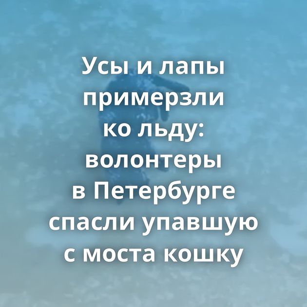Усы и лапы примерзли ко льду: волонтеры в Петербурге спасли упавшую с моста кошку