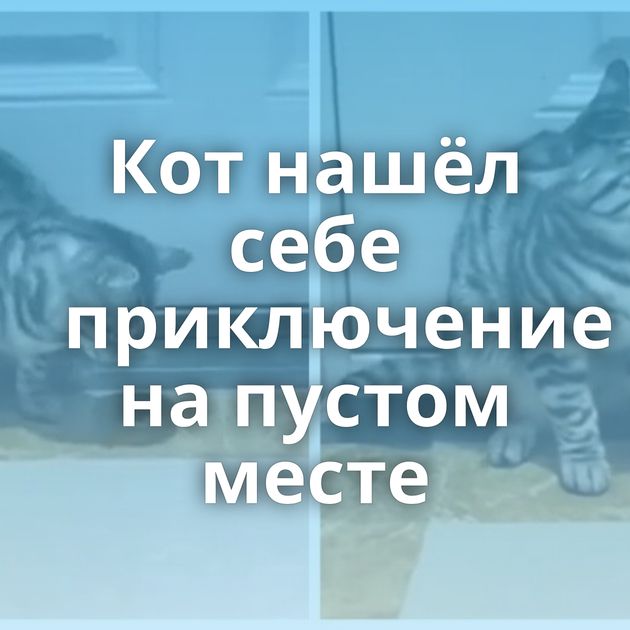 Кот нашёл себе приключение на пустом месте