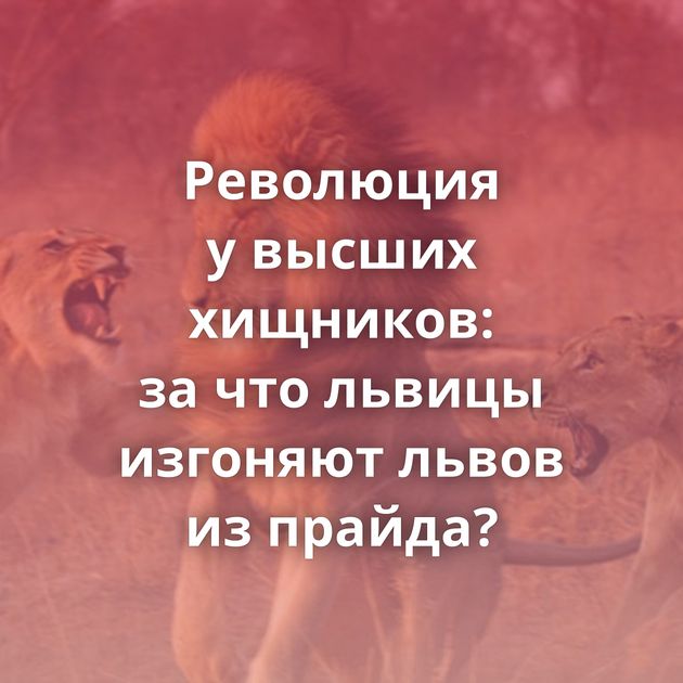 Революция у высших хищников: за что львицы изгоняют львов из прайда?