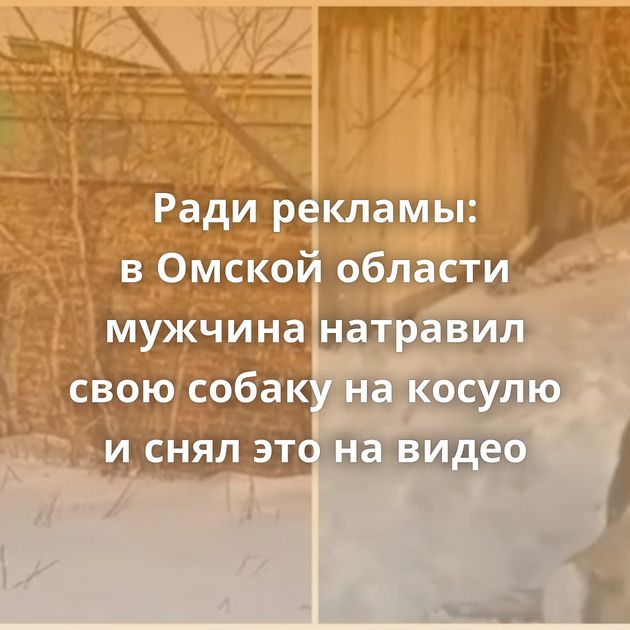 Ради рекламы: в Омской области мужчина натравил свою собаку на косулю и снял это на видео