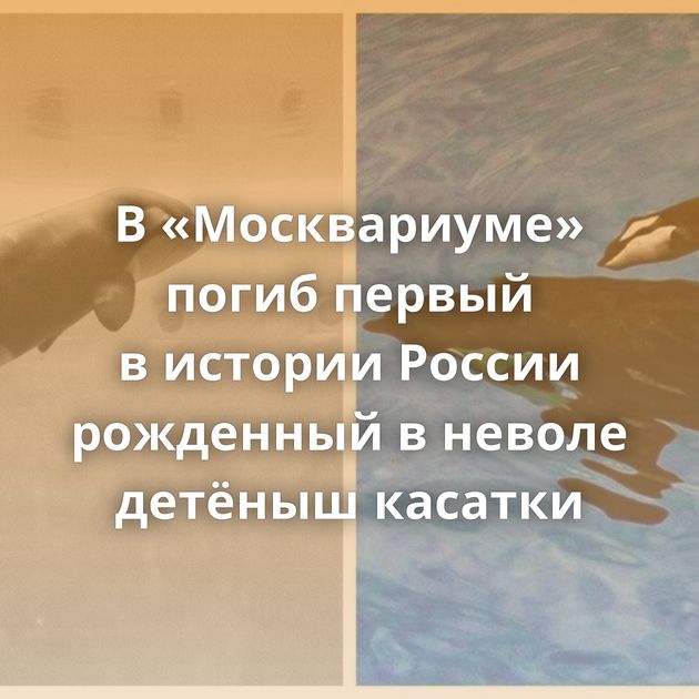 В «Москвариуме» погиб первый в истории России рожденный в неволе детёныш касатки