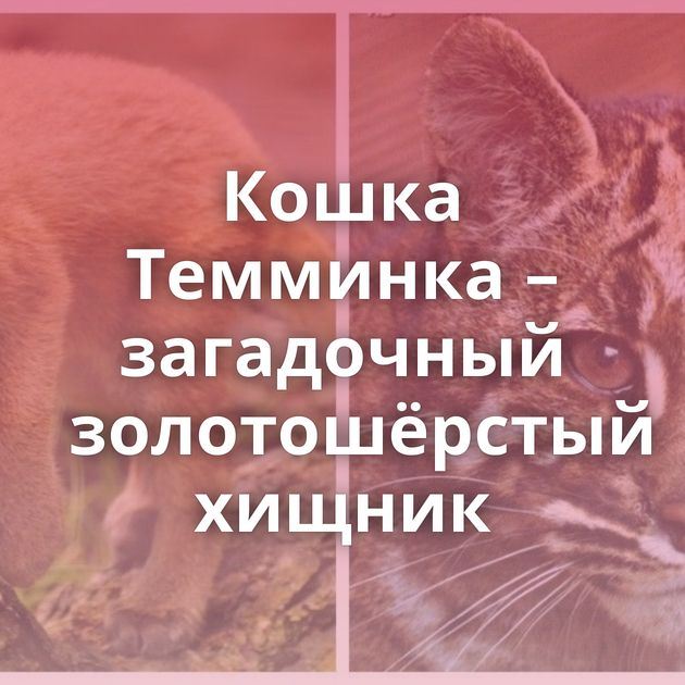 Кошка Темминка – загадочный золотошёрстый хищник
