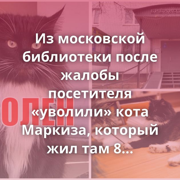 Из московской библиотеки после жалобы посетителя «уволили» кота Маркиза, который жил там 8 лет