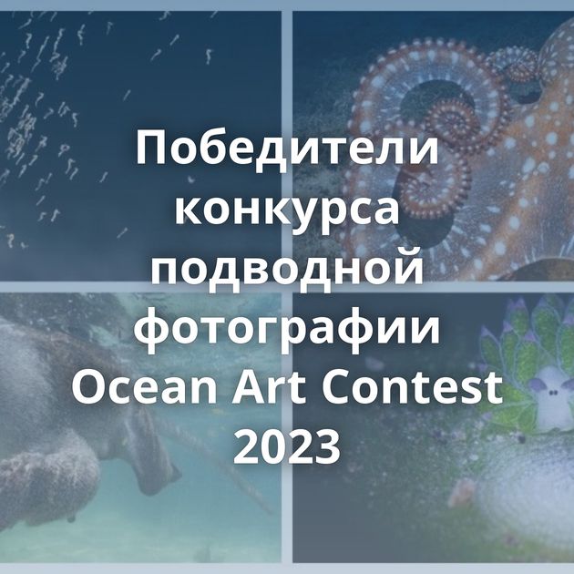 Победители конкурса подводной фотографии Ocean Art Contest 2023