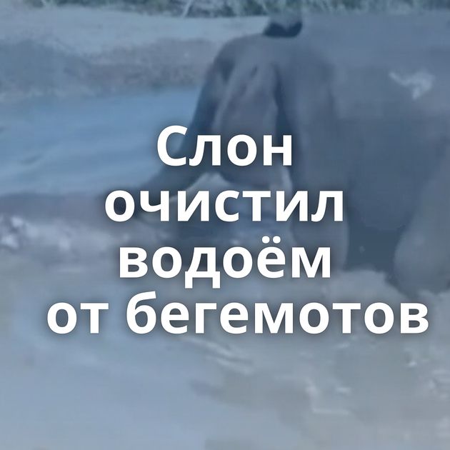 Слон очистил водоём от бегемотов
