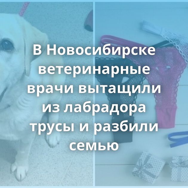 В Новосибирске ветеринарные врачи вытащили из лабрадора трусы и разбили семью
