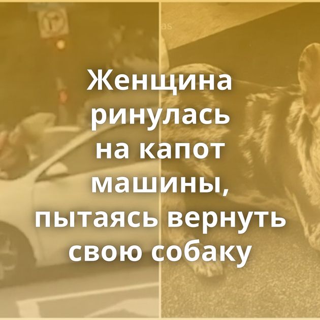 Женщина ринулась на капот машины, пытаясь вернуть свою собаку