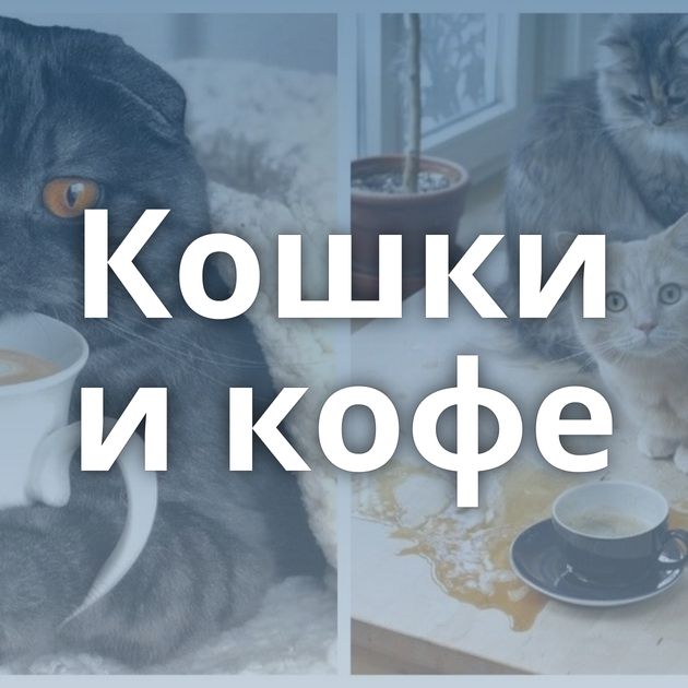 Кошки и кофе