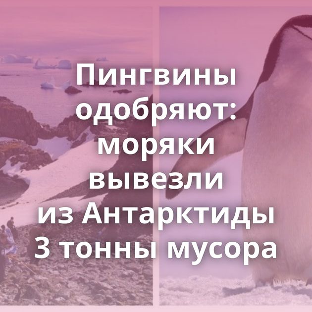 Пингвины одобряют: моряки вывезли из Антарктиды 3 тонны мусорa