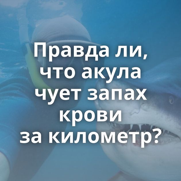 Правда ли, что акула чует запах крови за километр?