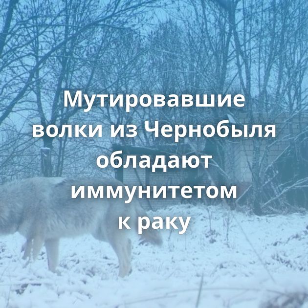 Мутировавшие волки из Чернобыля обладают иммунитетом к раку
