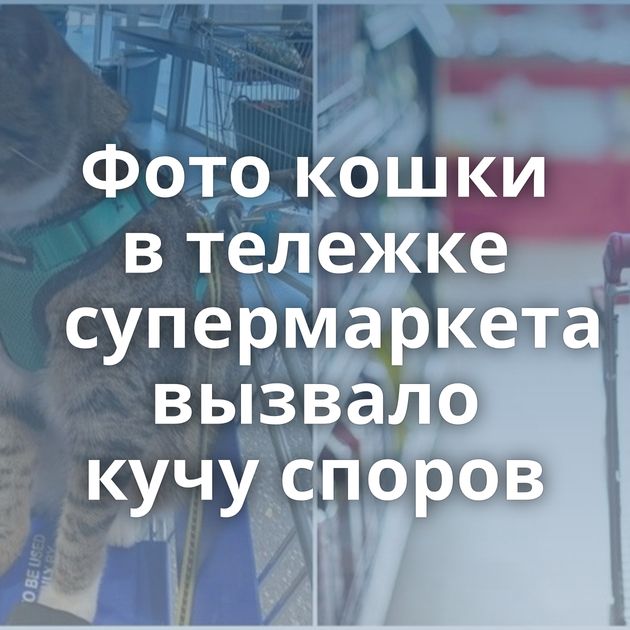 Фото кошки в тележке супермаркета вызвало кучу споров