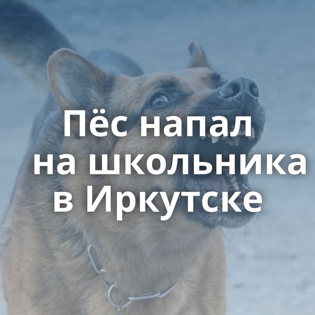 Пёс напал на школьника в Иркутске