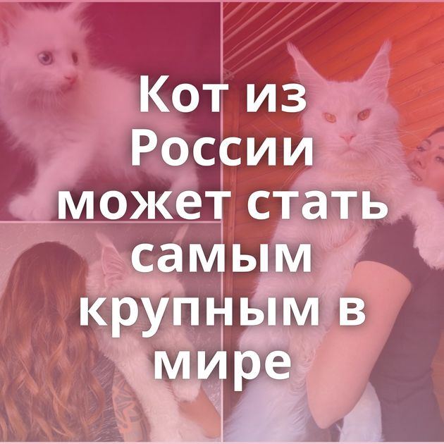 Кот из России может стать самым крупным в мире