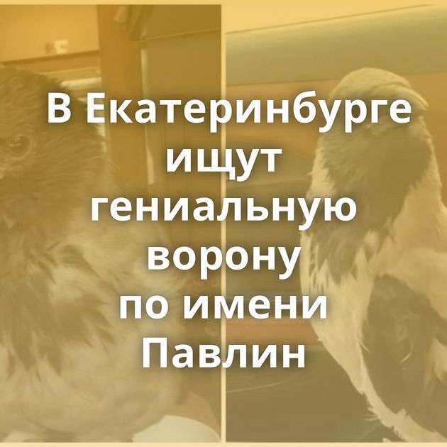 В Екатеринбурге ищут гениальную ворону по имени Павлин