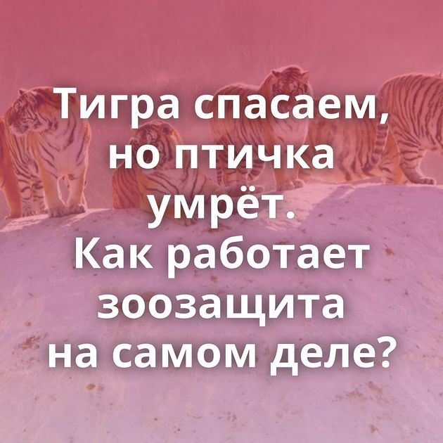 Тигра спасаем, но птичка умрёт. Как работает зоозащита на самом деле?