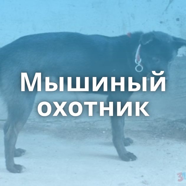 Мышиный охотник