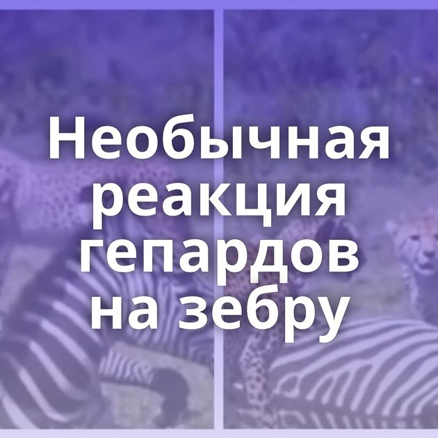 Необычная реакция гепардов на зебру