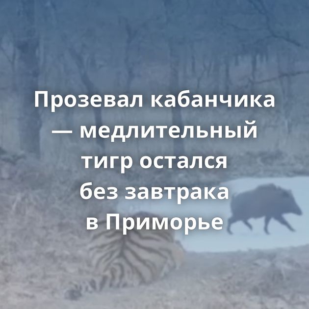 Прозевал кабанчика — медлительный тигр остался без завтрака в Приморье