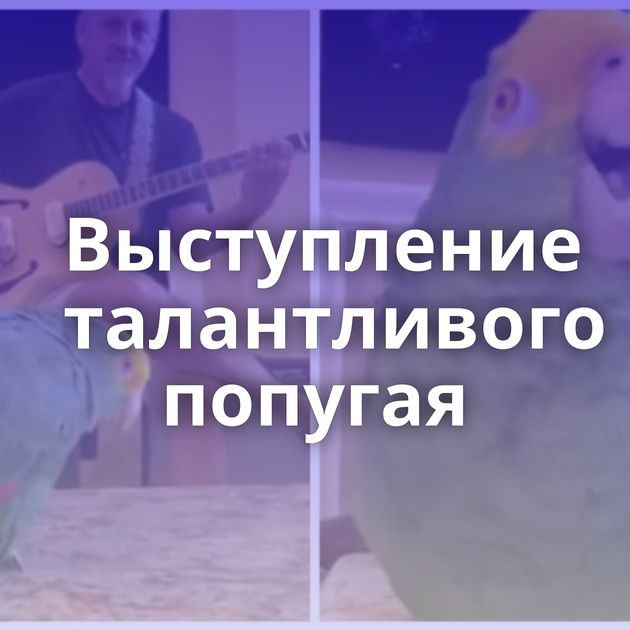 Выступление талантливого попугая