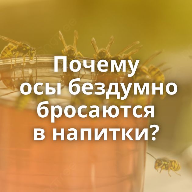 Почему осы бездумно бросаются в напитки?