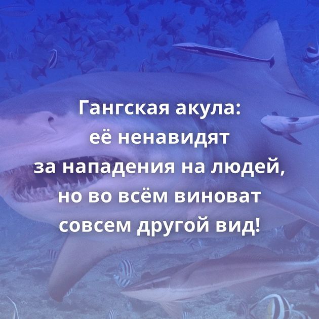Гангская акула: её ненавидят за нападения на людей, но во всём виноват совсем другой вид!