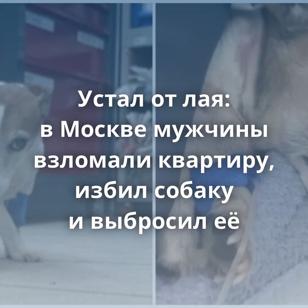 Устал от лая: в Москве мужчины взломали квартиру, избил собаку и выбросил её