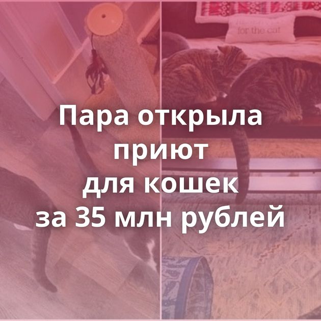 Пара открыла приют для кошек за 35 млн рублей