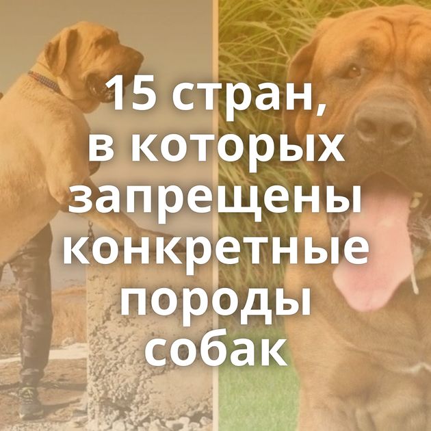 15 стран, в которых запрещены конкретные породы собак