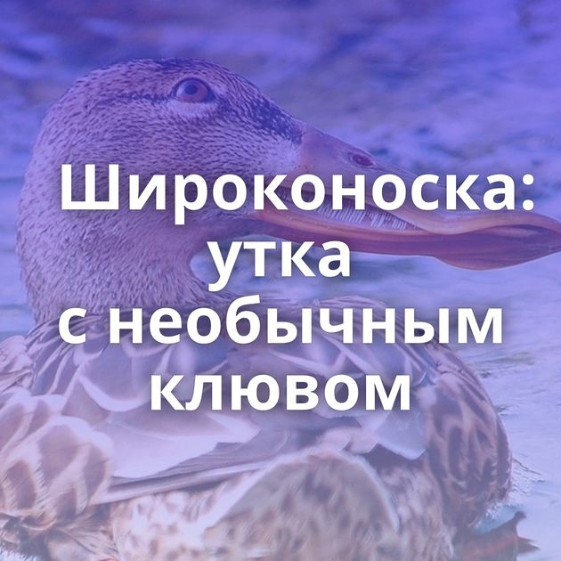Широконоска: утка с необычным клювом