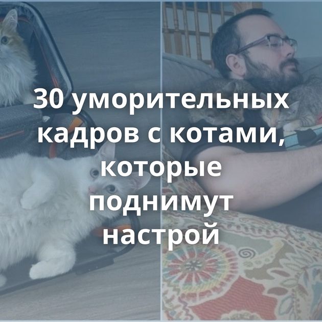 30 уморительных кадров с котами, которые поднимут настрой