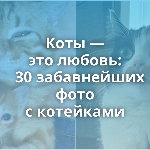 Коты — это любовь: 30 забавнейших фото с котейками