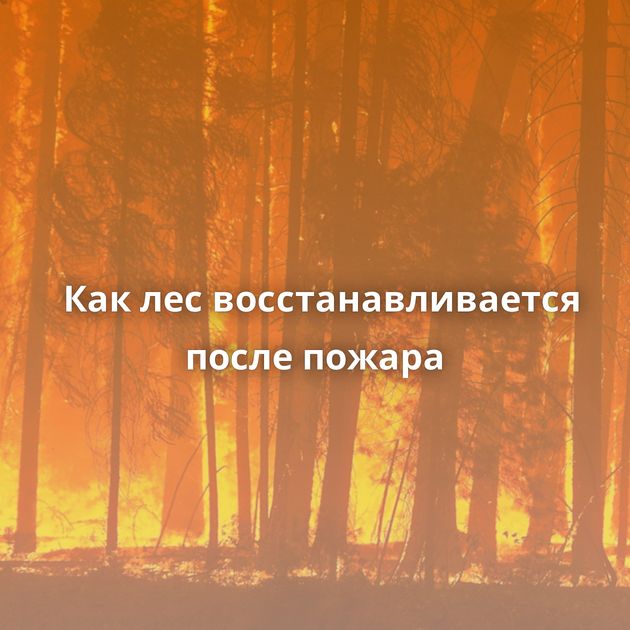 Как лес восстанавливается после пожара